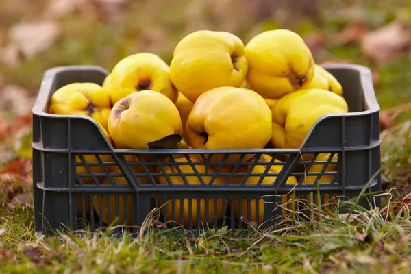 Quinces in a crate on grass — Stock Photo, Image