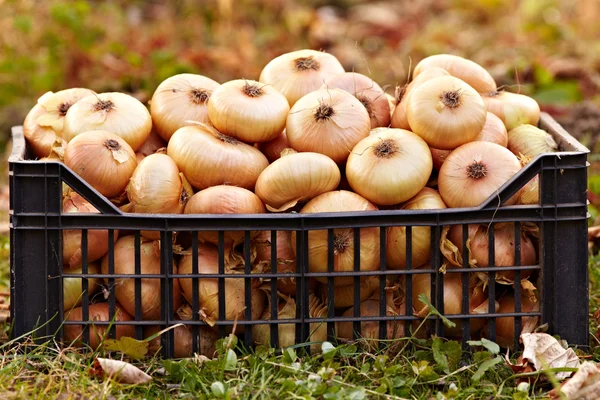 Zwiebeln in einer Kiste auf dem Gras — Stockfoto