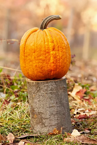 Pumpkin outdoor — Stock Photo, Image