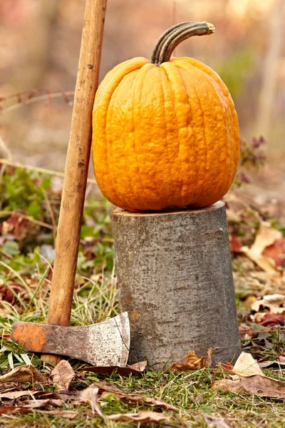 Pumpkin outdoor — Stock Photo, Image