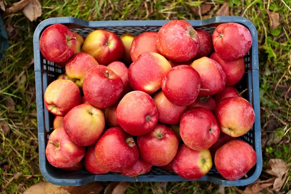 Manzanas rojas en una caja —  Fotos de Stock