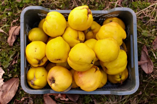 Quinces in a crate on grass — Stock Photo, Image