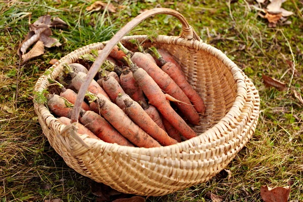 Carrots in a basket outdoor — Stock Photo, Image