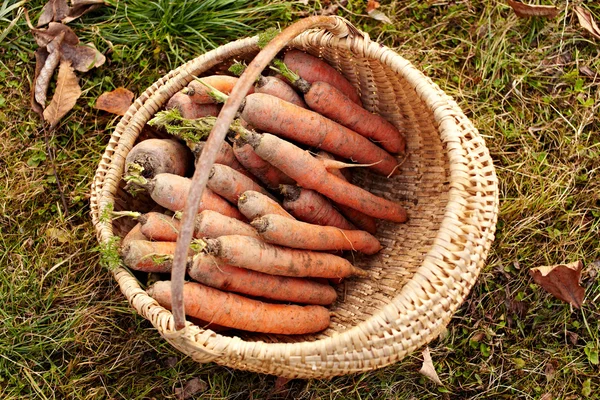 Carrots in a basket outdoor — Stock Photo, Image