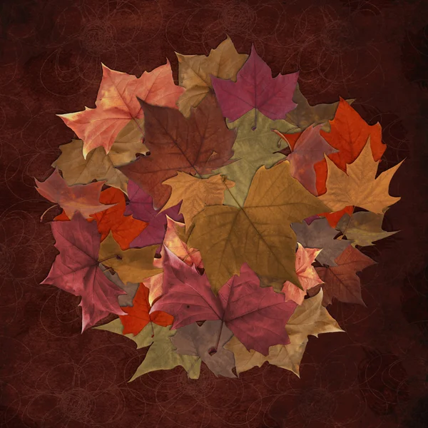 Őszi levelek kör háttér — Stock Fotó