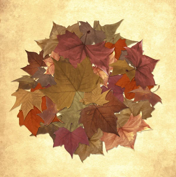 Φθινοπωρινά φύλλα κύκλο φόντο — Φωτογραφία Αρχείου