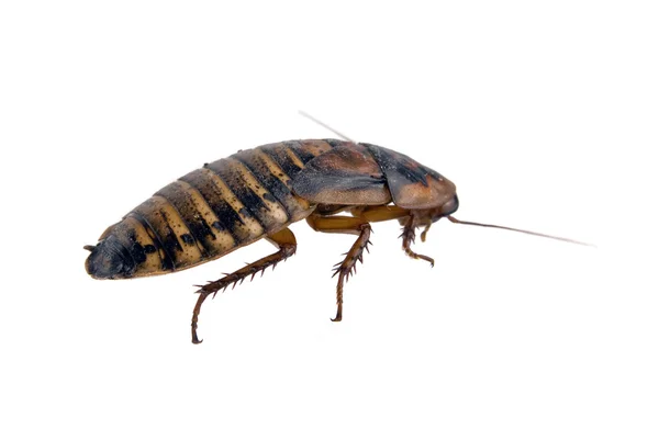 Brutto scarafaggio morto isolato su bianco — Foto Stock