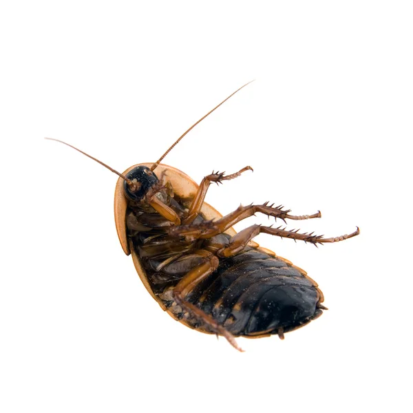 Döda kackerlacka isolerade över vita — Stockfoto