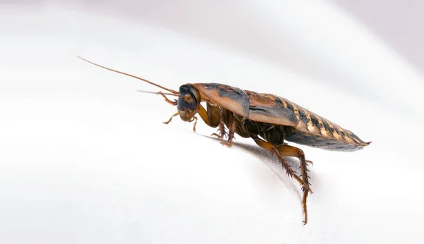 흰색 위에 고립 된 바퀴벌레 — 스톡 사진