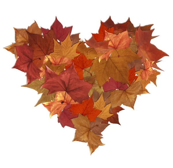 Podzimní listí izolované srdce — Stock fotografie