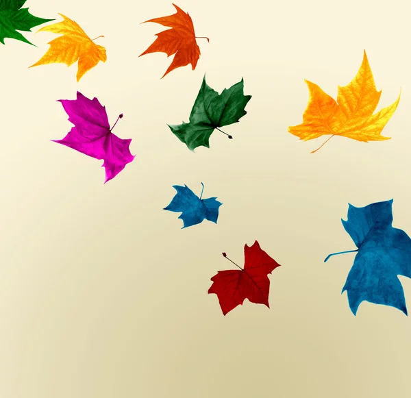 秋の葉の色を衝撃的な — ストック写真