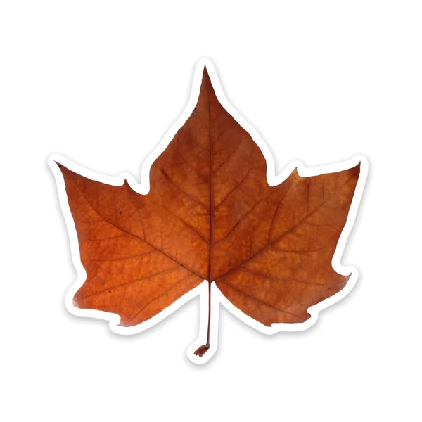 クリッピング パスと白で分離された秋の葉 — ストック写真