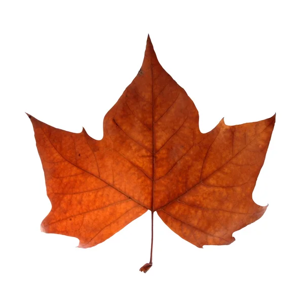 Autumn leaf isolated over white with clipping path — Stock Photo, Image