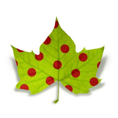 Fashion Autumn leaf isolated over white with clipping path clipart