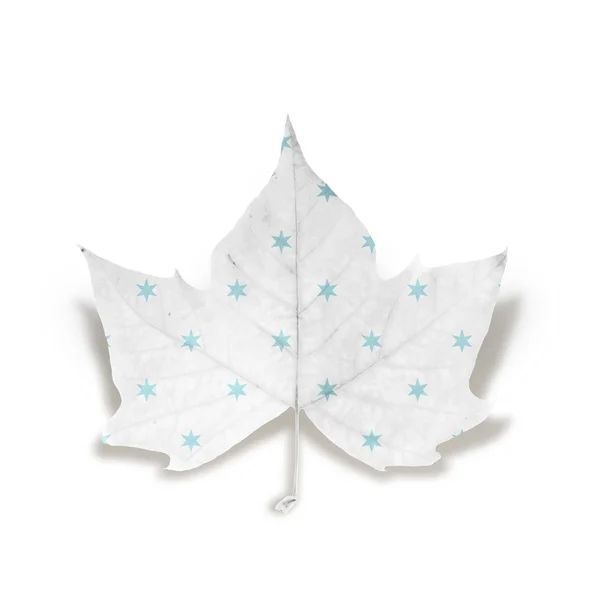 Мода Зимний лист изолирован над белым с вырезкой пути — стоковое фото