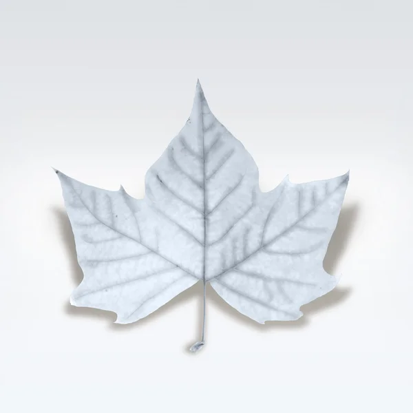 Dekorativa Mode vinter leaf isolerade över vita med klippning — Stockfoto