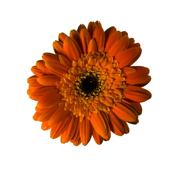 Апельсиновый цветок, изолированный клиппингом . — стоковое фото