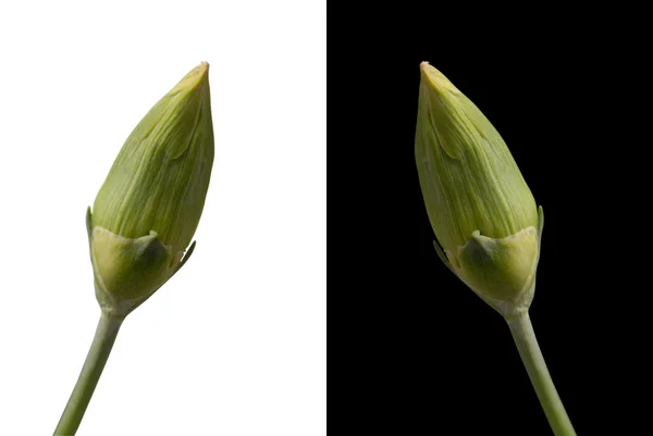 Karafiáty bud květina, samostatný clippingpath — Stock fotografie