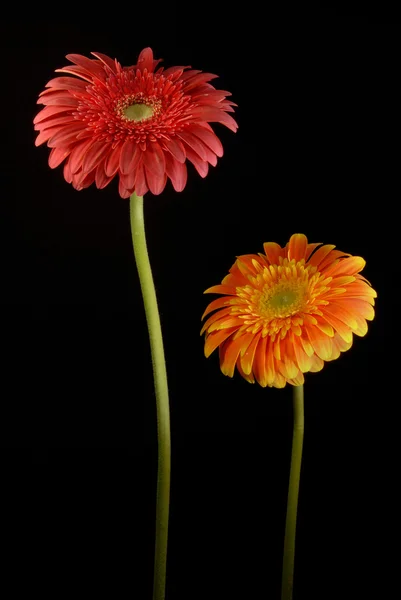 stock image Red and Orange gerbera flowers