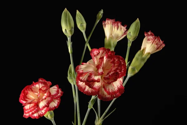 Carnation flower bouquet close up — Stock Photo, Image