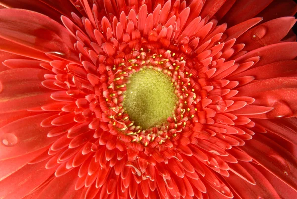 赤い花の春の時代背景 — ストック写真