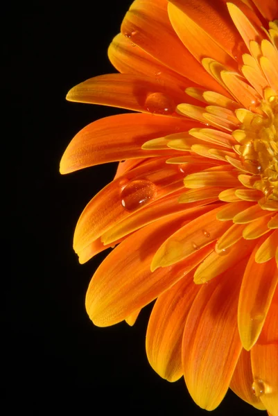 水とオレンジのガーベラの花ドロップを閉じる. — ストック写真