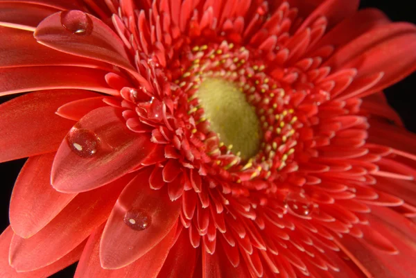 赤い花の春の時代背景 — ストック写真