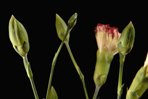 Ramo de cravos flores broto — Fotografia de Stock