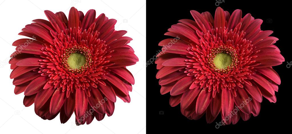 Burgundy flower isolated with clippingpath.