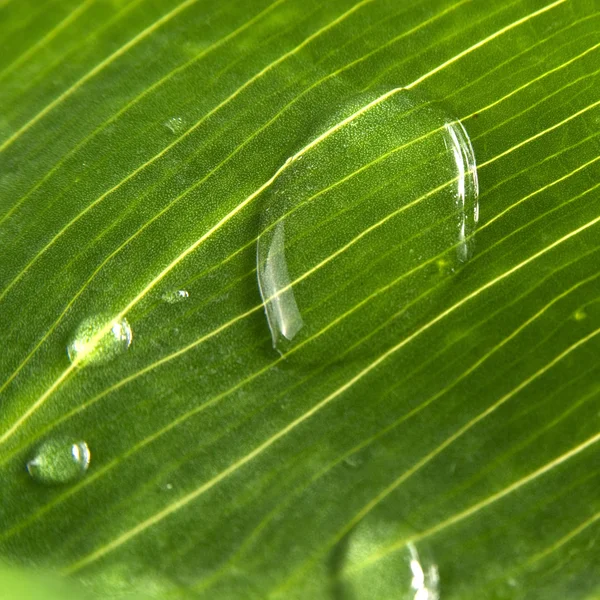 stock image Macro green leaf with drops of water