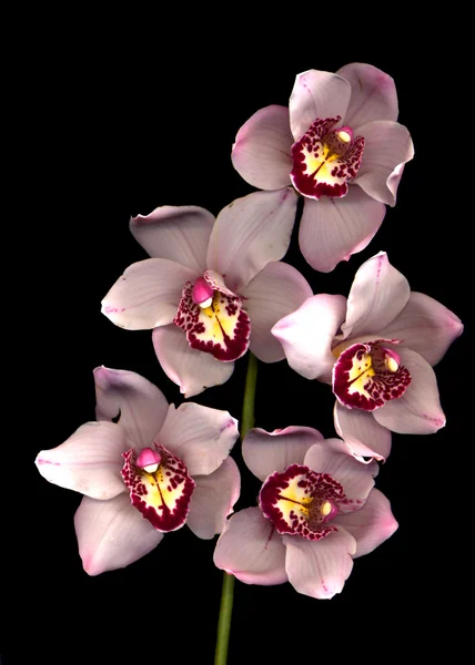 Pink orchid — Stockfoto
