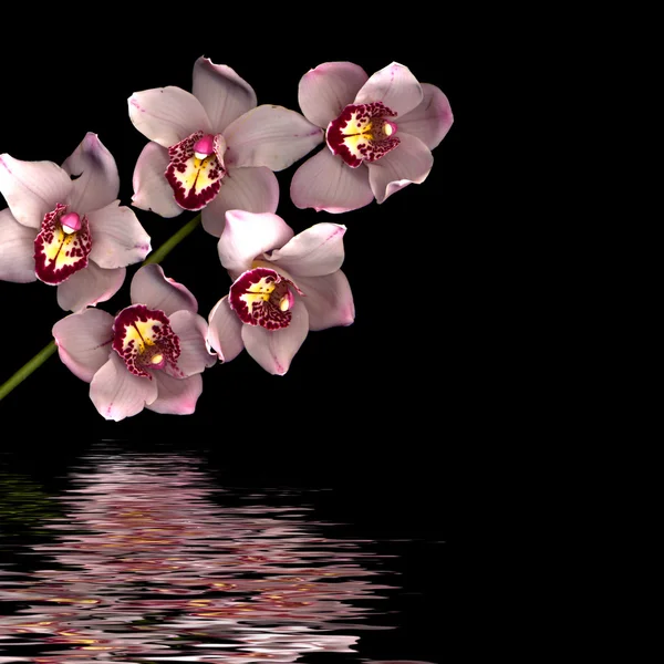 Pembe orkide — Stok fotoğraf