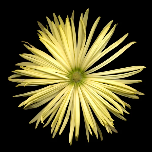 Gele chrysant — Stockfoto