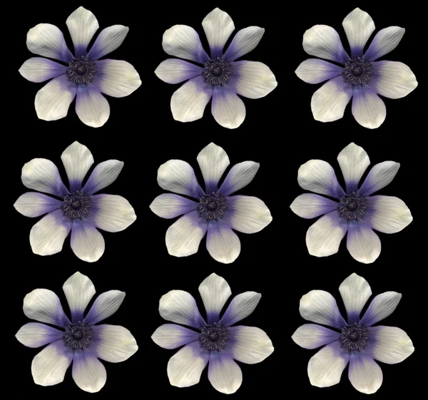 Lila und weiße Mohnblumen — Stockfoto