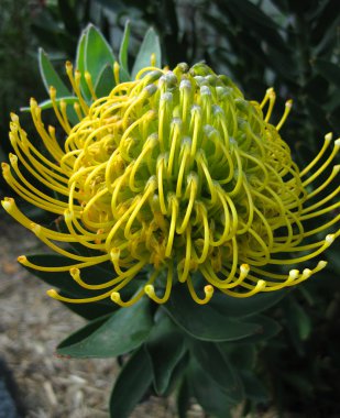 Protea