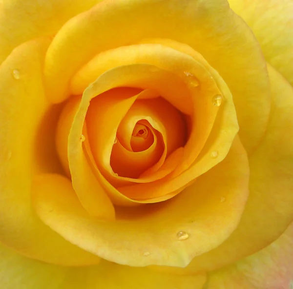 Yellow Rose — Stock Photo, Image
