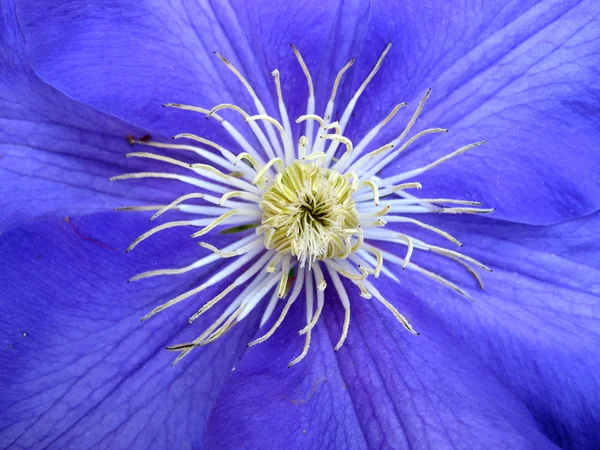 Stock image Clematis