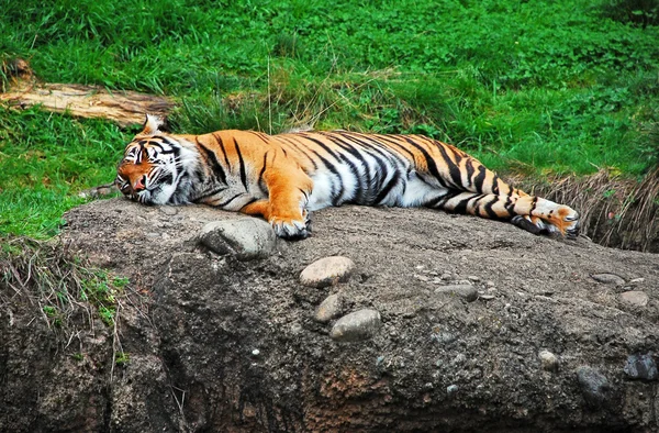 Śpiący Tygrys — Zdjęcie stockowe