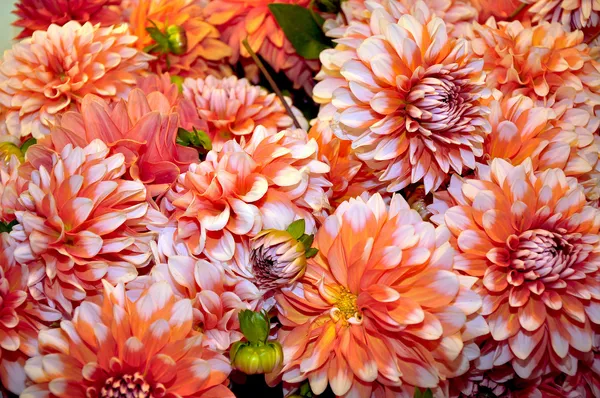 Bouquet of dahlias — Stock Photo, Image