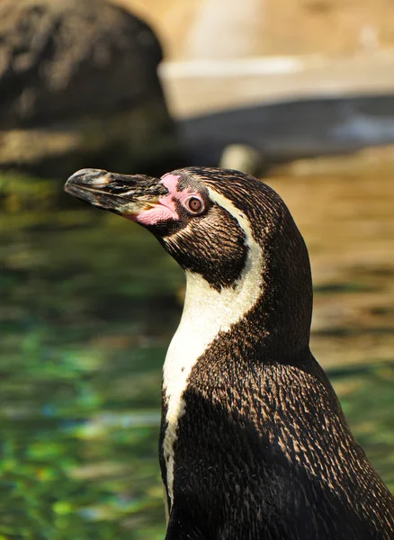 stock image Little penguin