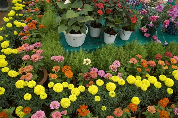 Floral Decoration — Stock Photo, Image