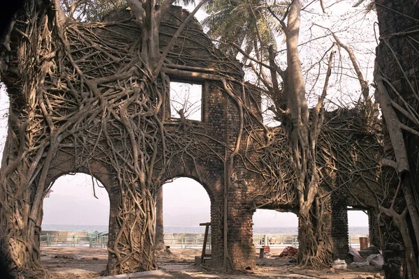 La ruina y las raíces — Foto de Stock