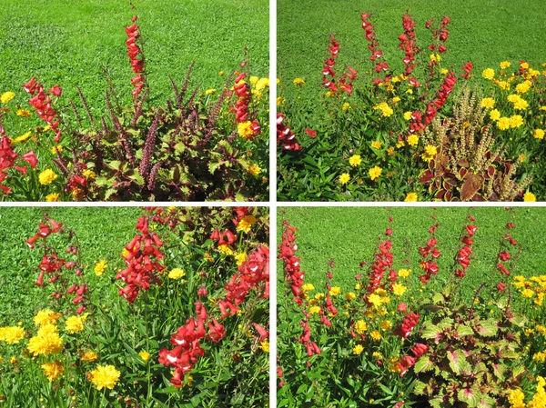 Kolekcja wiosennych kwiatów i roślin — Zdjęcie stockowe