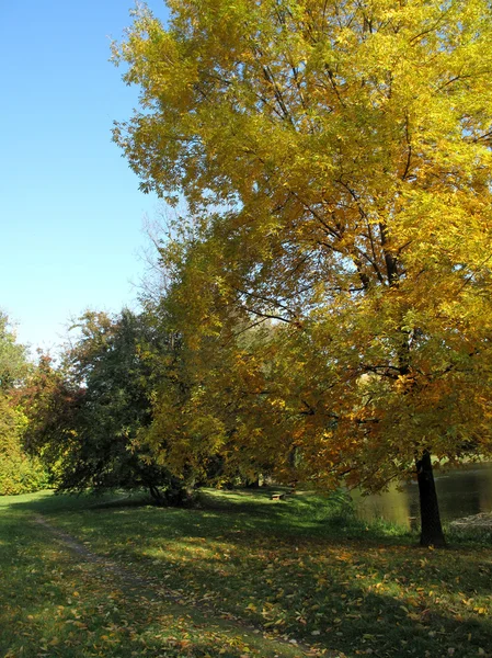Hösten i park med dimmigt och ljus — Stockfoto