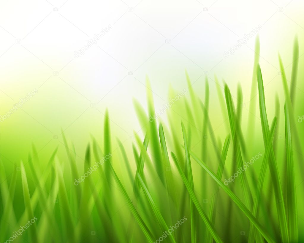 Grass. Vector illustration.