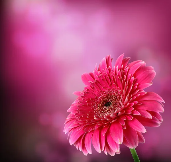 Stock image Pink flower. Gerber.