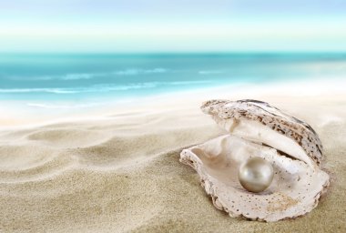 Shell with a pearl clipart