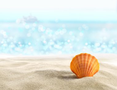 Shell on the beach clipart