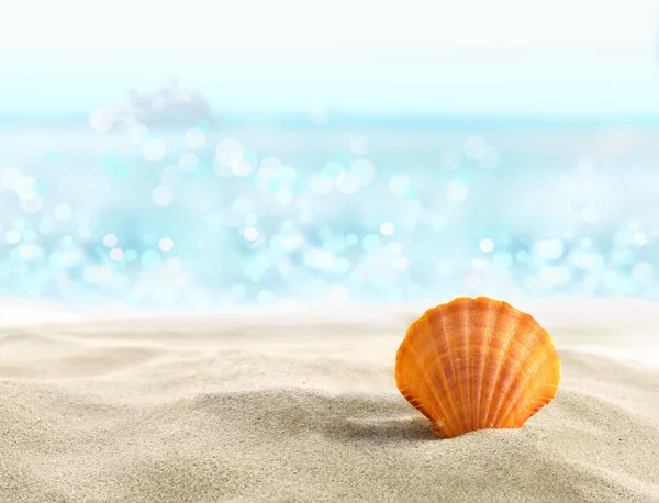 Shell op het strand — Stockfoto