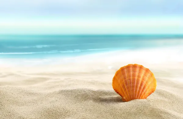 海滩上的贝壳 — 图库照片#